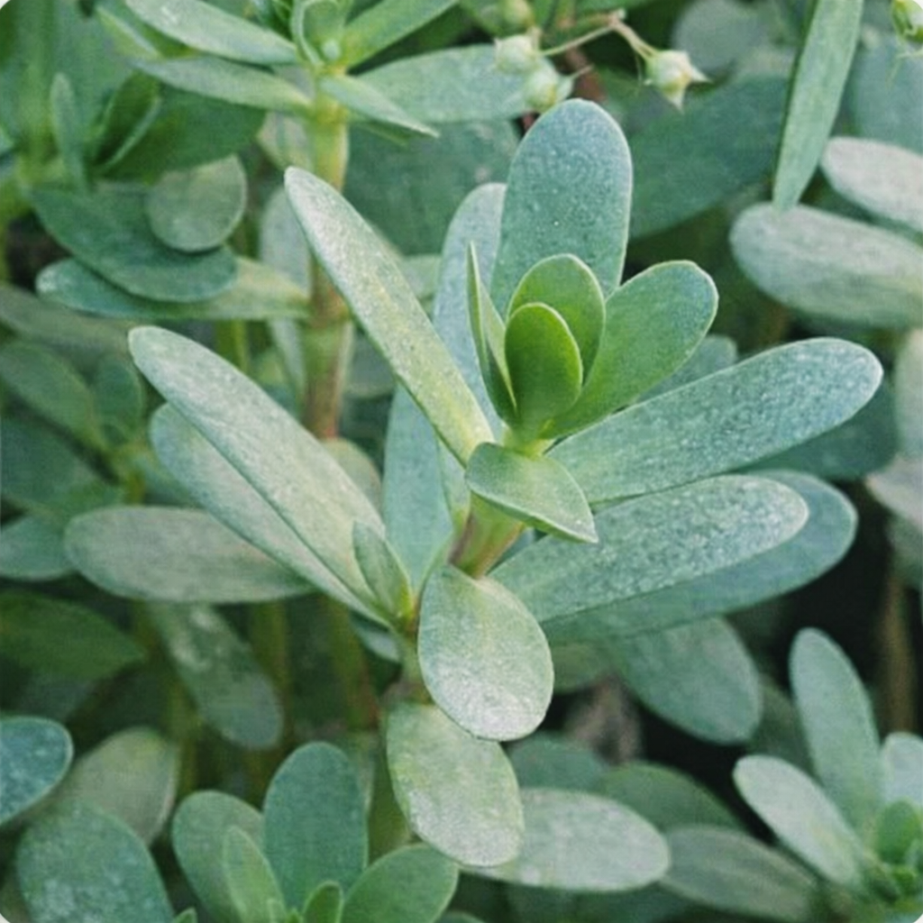 Brahmi